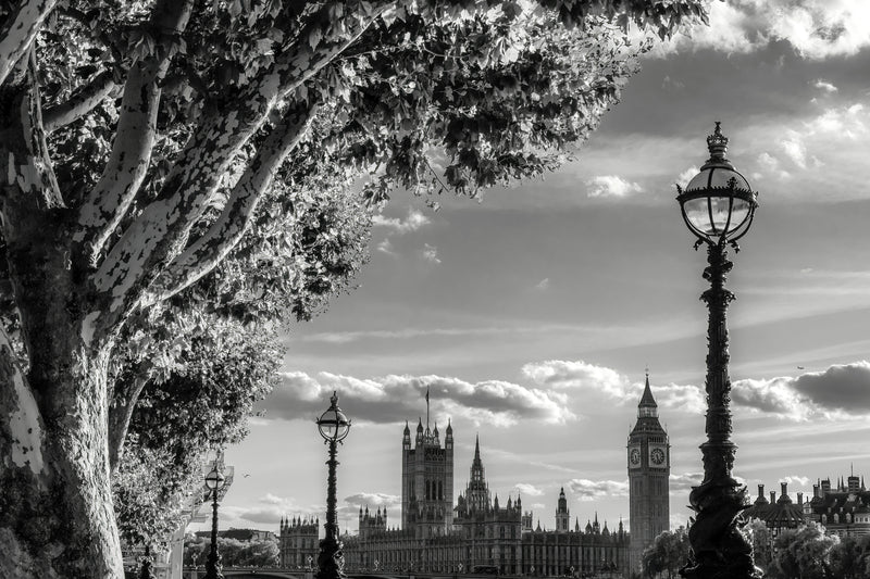Big Ben and the Houses of Parliament framed through the branches of a London plane tree with ornate Victorian lamp posts on the South Bank embankment, black and white fine art photography print