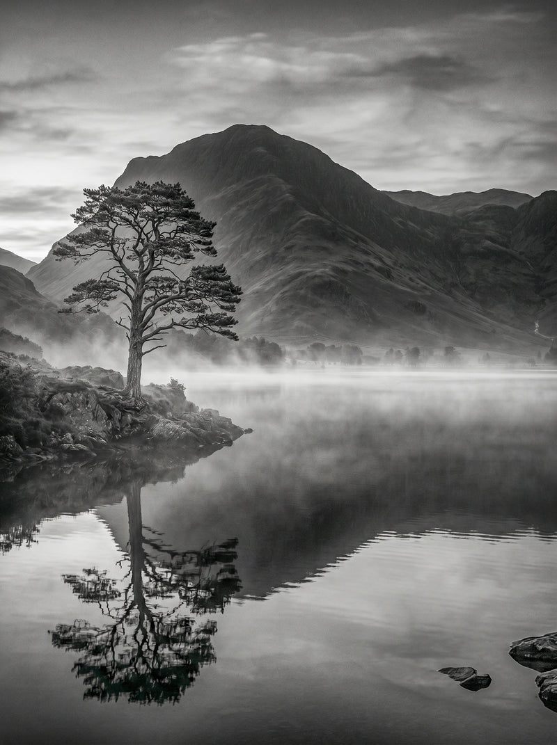 Buttermere Lone Tree at Dawn