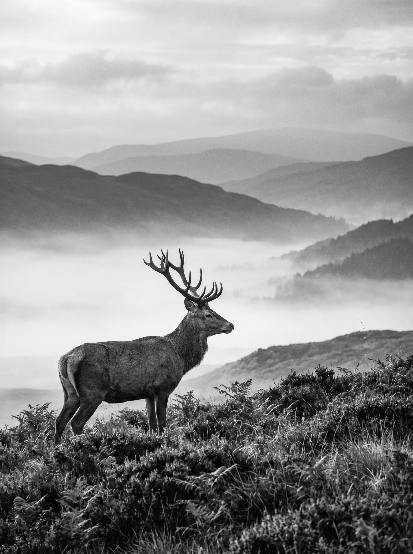 Highland Stag in Mist