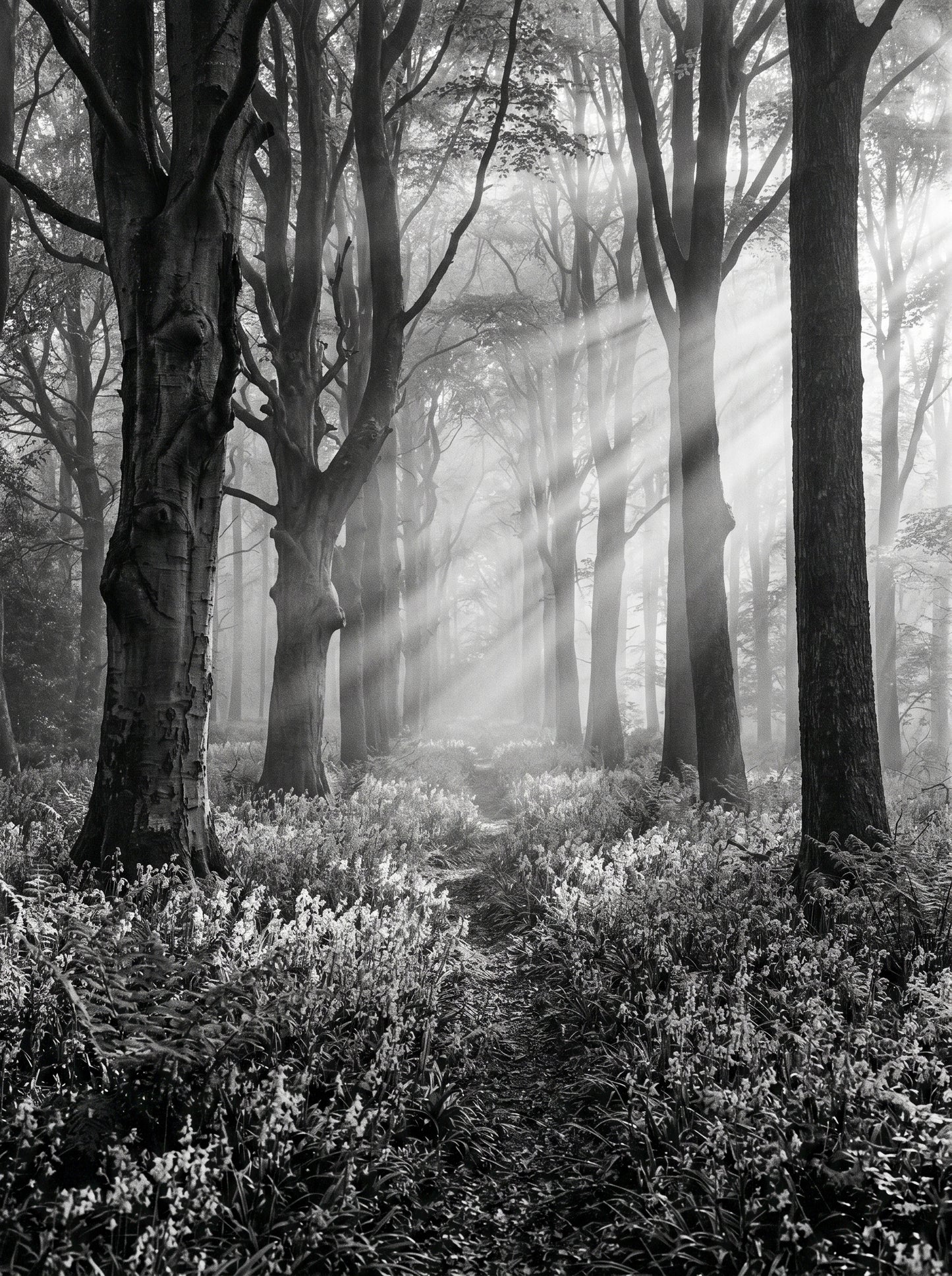 Misty Beech Woodland