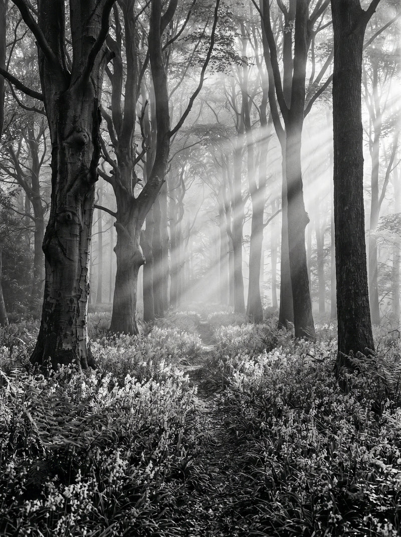 Misty Beech Woodland