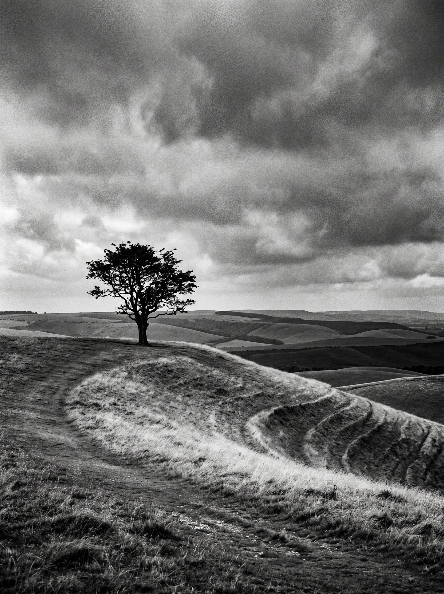 South Downs Lone Tree