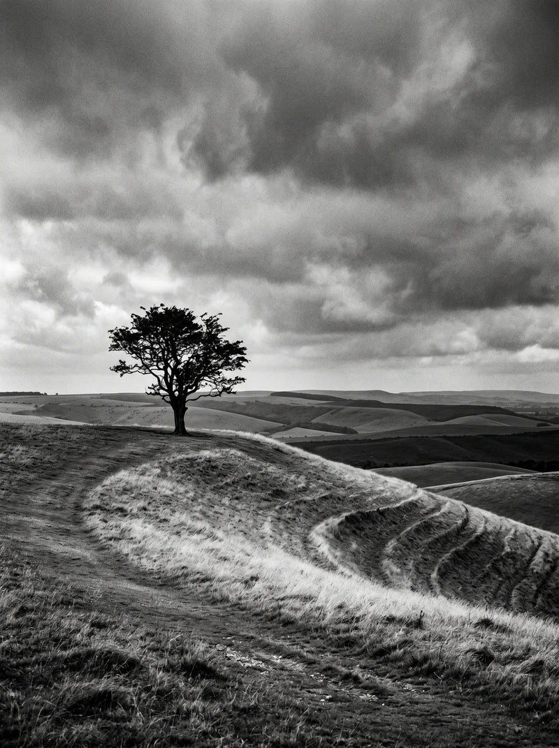South Downs Lone Tree
