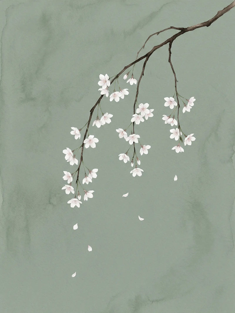 Watercolour of cherry blossom branches cascading downward with white petals falling against a deep sage green wash — Japandi fine art print by SnappyTack