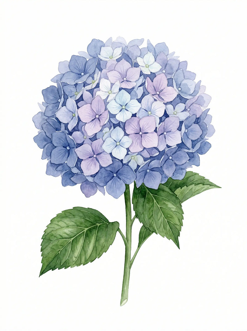 Watercolour painting of a blue and lilac hydrangea in full bloom with rich green leaves on white ground — fine art botanical print by SnappyTack