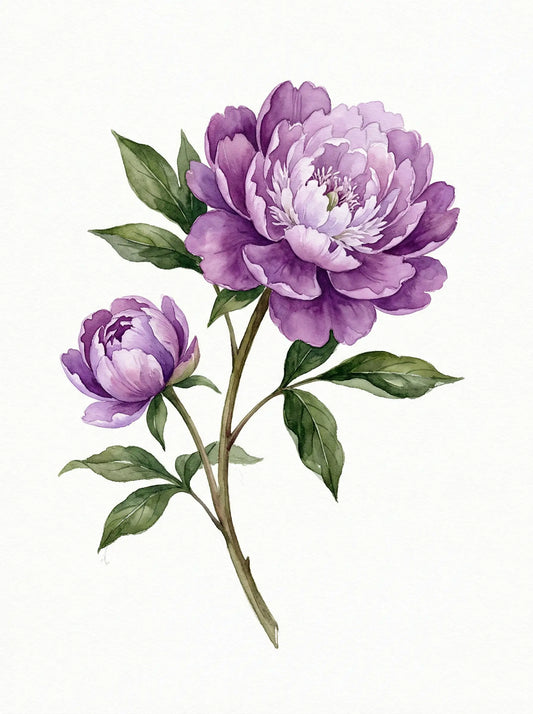 Watercolour painting of a full purple peony in bloom with bud and green leaves on white ground — fine art print by SnappyTack