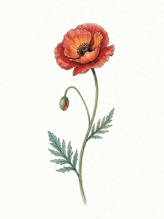 Botanical illustration of a red poppy in full bloom with curling bud and serrated leaves on off-white ground — fine art print by SnappyTack